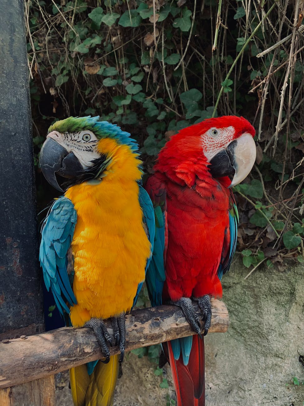 close up photo of colorful macaws